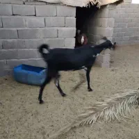 یه بزبربری بزرگ بادوتابزغاله نرماده