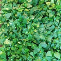 گل پتوس سبز و ابلق با قیمت فقط و فقط ۴۰ هزار تومن