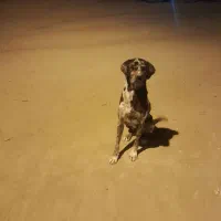 سگ گریت دین