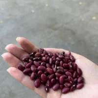 حبوبات لو بیا فقط 90|عمدهفروشی|چگنی, |دیوار