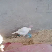 بوقلمون سفید