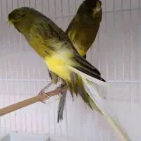 قناری رسمی بلند فری گلاستر موزاییکی|پرنده|قم, سیدان|دیوار