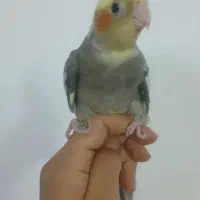 عروس هلندی تازه دون خور شده ....دستی