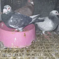 کبوتر پلاکی