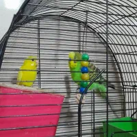 مرغ عشق رام|پرنده|سنندج, |دیوار