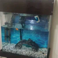 آکواریم ۶۰شیشه خم|ماهی|تهران, شهید فکوری|دیوار