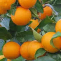 پرتقال تامسون و خونی