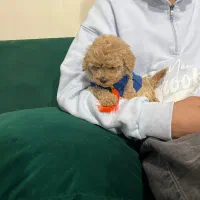 پودل ریزه میزه|سگ|کرج, استاندارد|دیوار