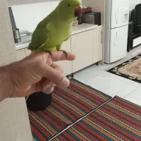 طوطی ملنگو|پرنده|ساری, |دیوار