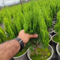 کاج کامیس نوکدار  زعفرانی سبز سرطلا سایز۴