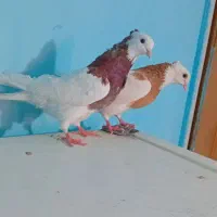 طوقی کاکلی نروماده جفتی