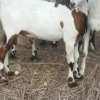 فروش کهره نر  سرحال