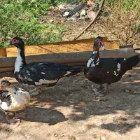 اردک خروس غاز|حیوانات مزرعه|قائم‌شهر, |دیوار