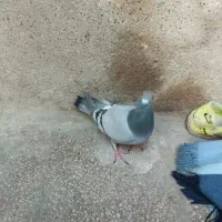 کبوتر|پرنده|مشهد, ایثار|دیوار