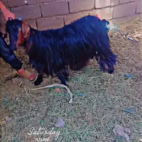 بز گیسه چاق عالی برای مالداری