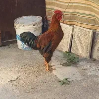 خروس و مرغ