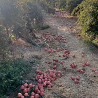 انار درجه یک|عمدهفروشی|کوهنانی, |دیوار