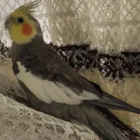 عروس هلندی سخنگو