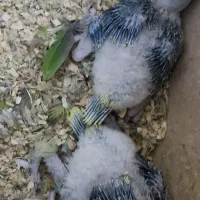 جوجه سرلاکی شاه طوطی|پرنده|اهواز, گلستان|دیوار