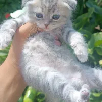 بچه گربه های بریتیش و اسکاتیش