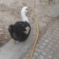 ۲ تا اردک اسرائیلی