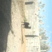 واگذاری قدرجانی اصیل|سگ|شوش, |دیوار