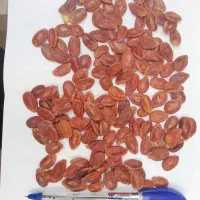 تخمه درجه یک