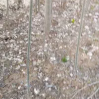 کبوده شیرازی