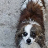 سگ های عروسکی خونگی پامرشیتزو باهوش|سگ|مسجد سلیمان, |دیوار