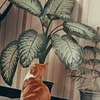 واگذاری گربه نارنجی