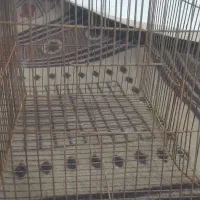 قفس|لوازم جانبی حیوانات|خوی, |دیوار