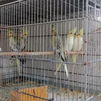 عروس هلندی