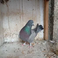 کبوتر غریب کشی|پرنده|جویبار, |دیوار