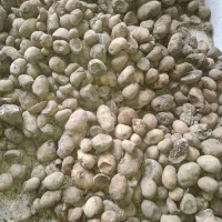 فروش ۲۰۰ سیب زمینی جهت مصرف دام