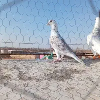 ۶عدد|پرنده|عطاملک, |دیوار