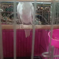 عروس البینیو نر