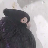 زاغ|پرنده|ایذه, |دیوار