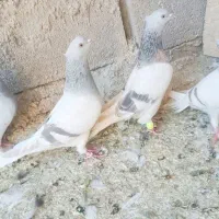 سوسنی دم سفید یا کاغذی دم سفید