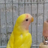 کوتوله چهار ماهه سالم و سرحال