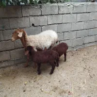 دو عدد گوسفند|حیوانات مزرعه|گنبد کاووس, |دیوار