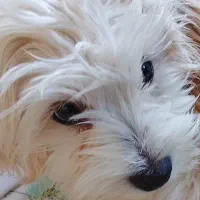 سگ پامر  آموزش دیده  قیمت5 پنج ماهه