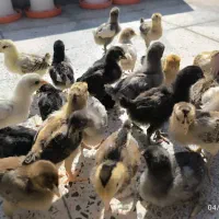 جوجه محلی اصل