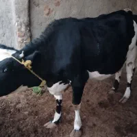 گاو ابست|حیوانات مزرعه|هیرمند, |دیوار