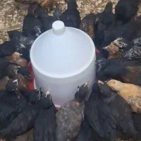 جوجه محلی گلپایگان نژاد تخم گذار