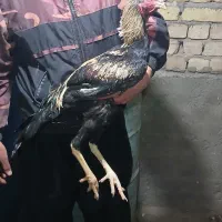 جوجه لاری|حیوانات مزرعه|قم, سالاریه|دیوار