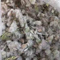 چای کوهی|خوردنی و آشامیدنی|مشهد, تلگرد|دیوار