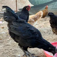 خروس ایام سمانی اصل فول کیفیت