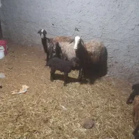 فروش ۴رس میش بره  و حامله