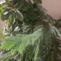 قطعه زمین نجف اباد