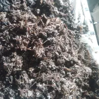 کود کمپوست قارچ